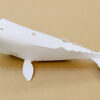 抹香鯨 Sperm whale(大鯨)：圖片 3